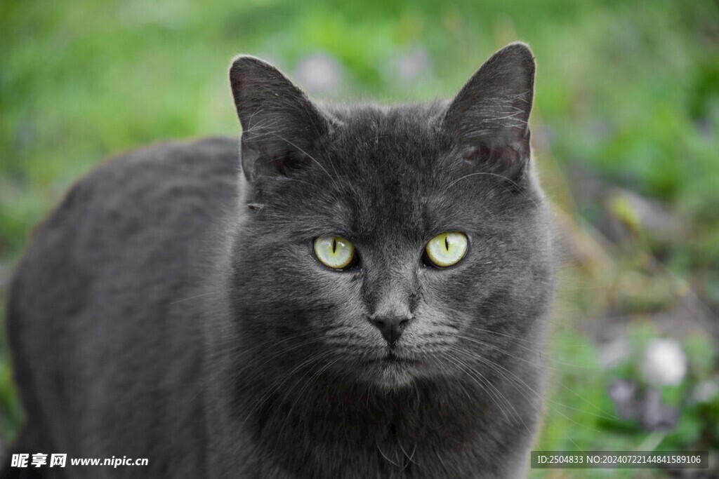 猫