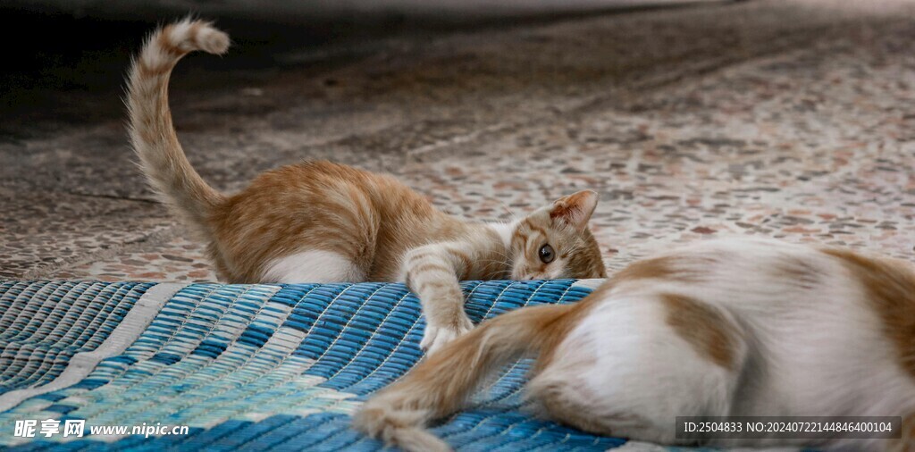 猫