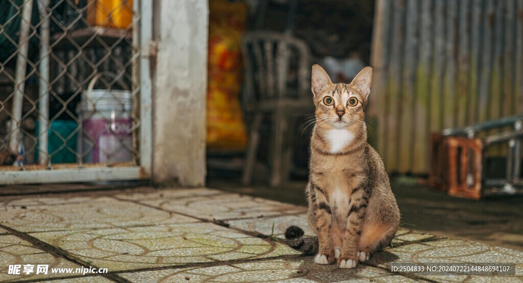 猫