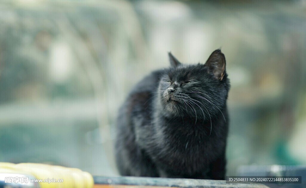 猫