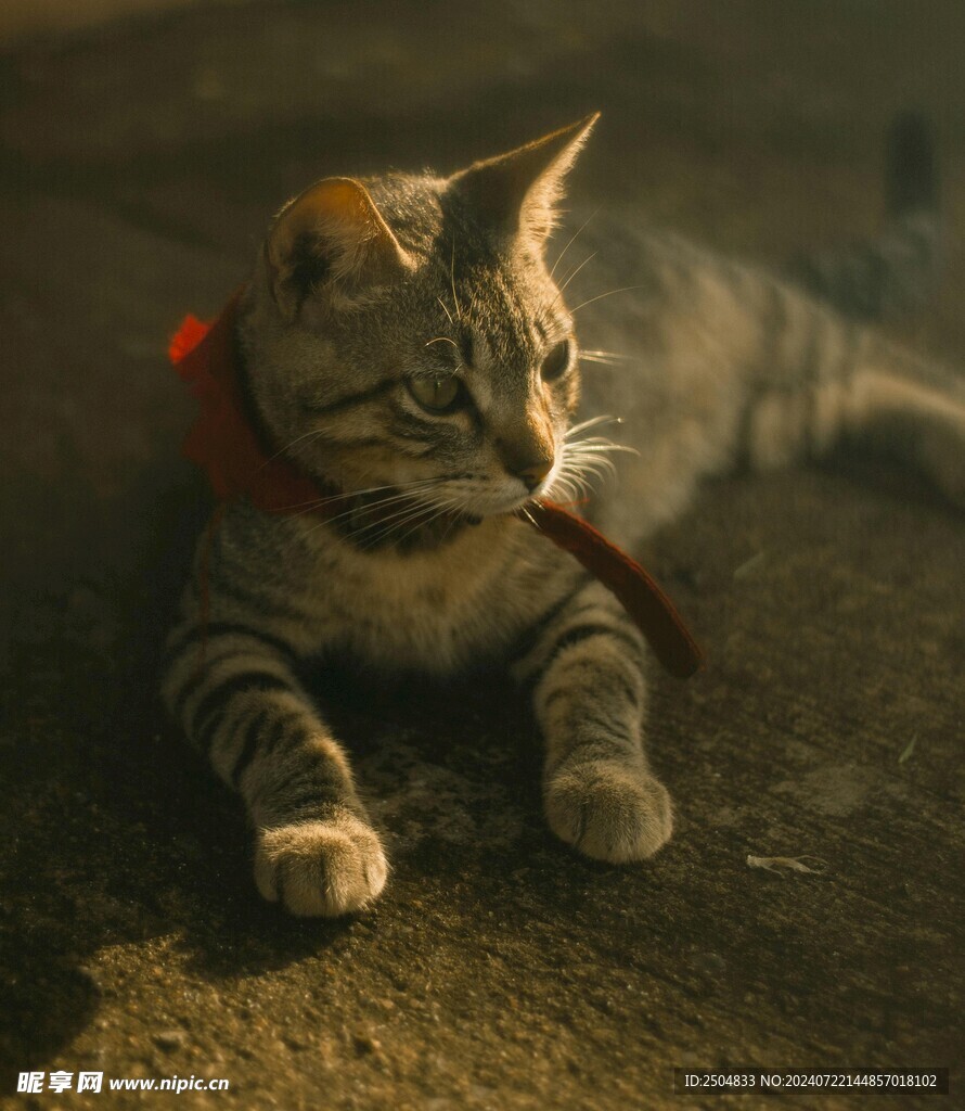 猫