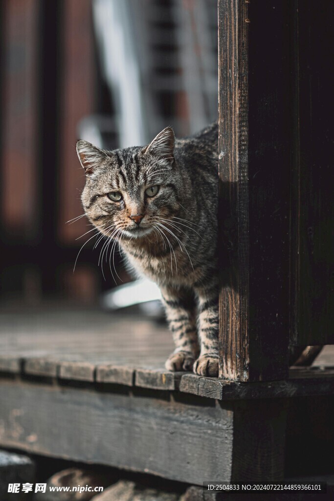 猫