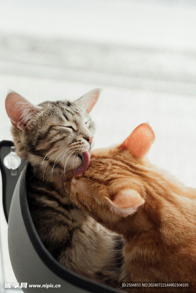 猫