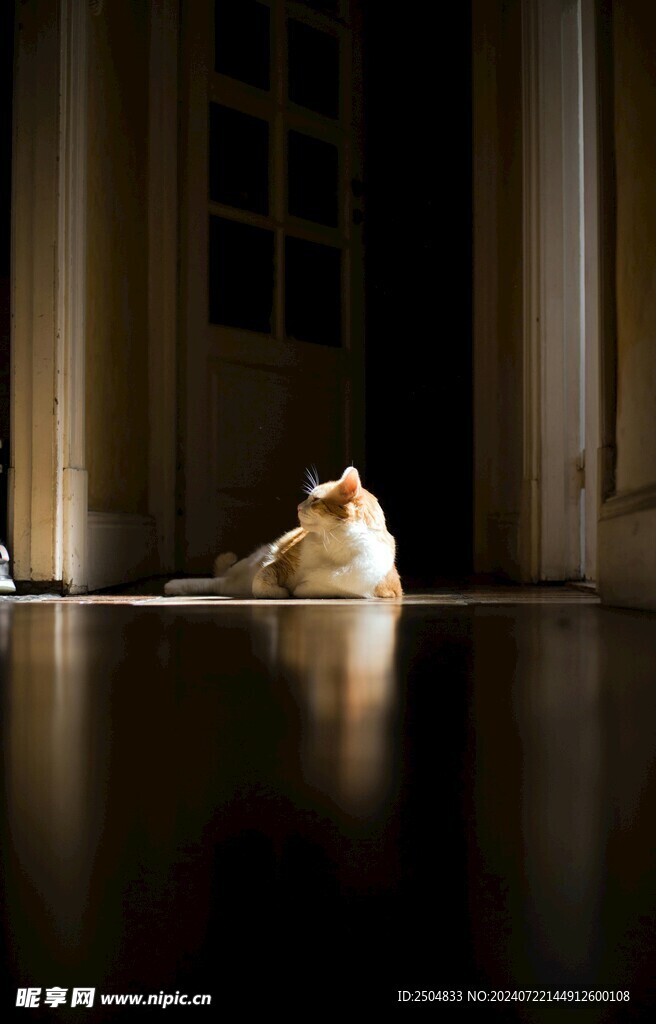 猫