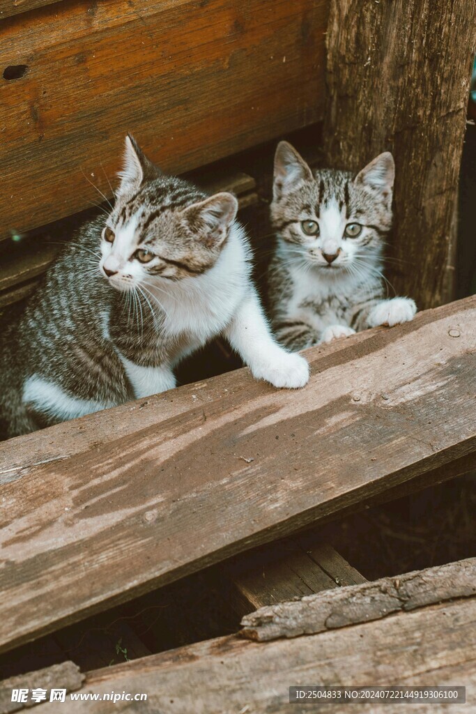 猫