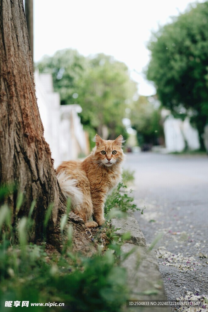 猫