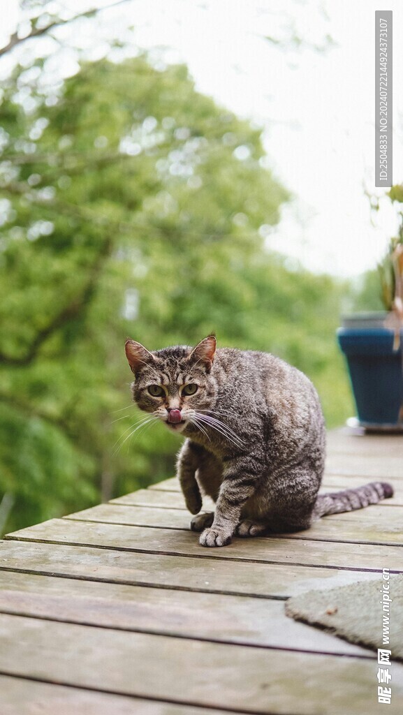 猫