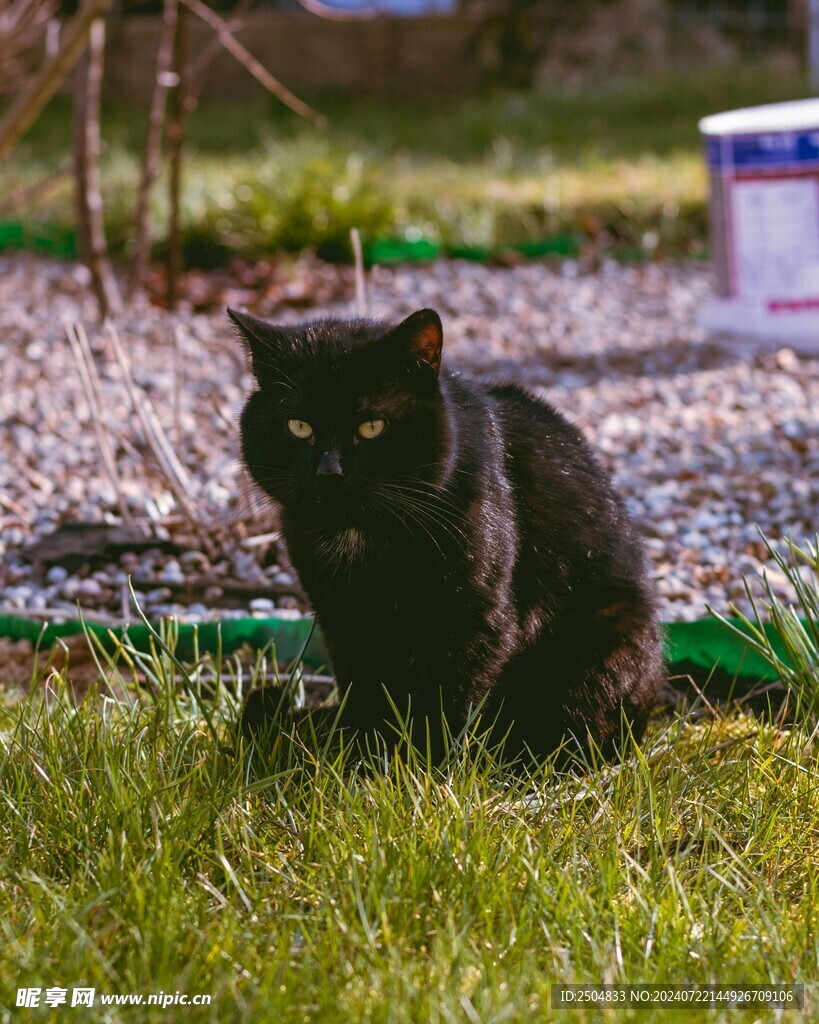 猫