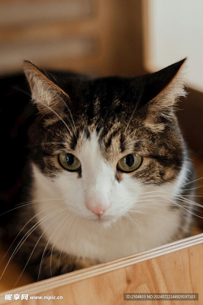 猫