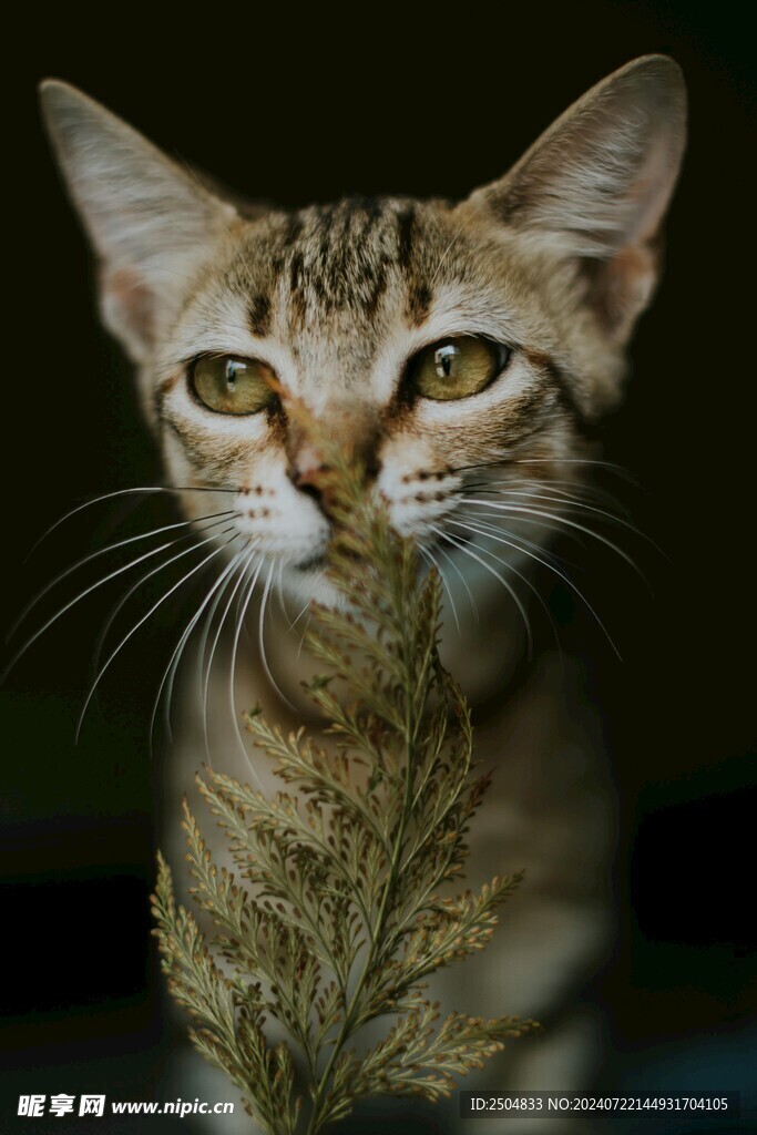 猫