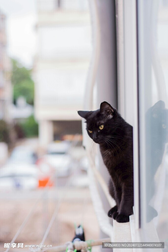 猫