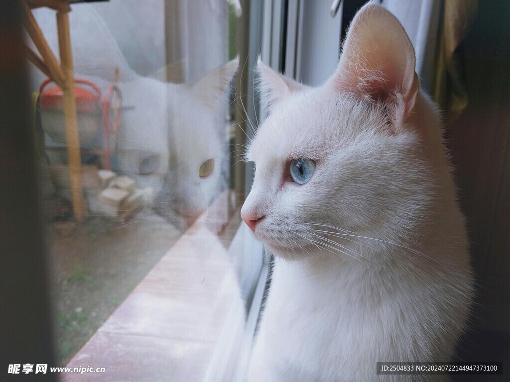 猫