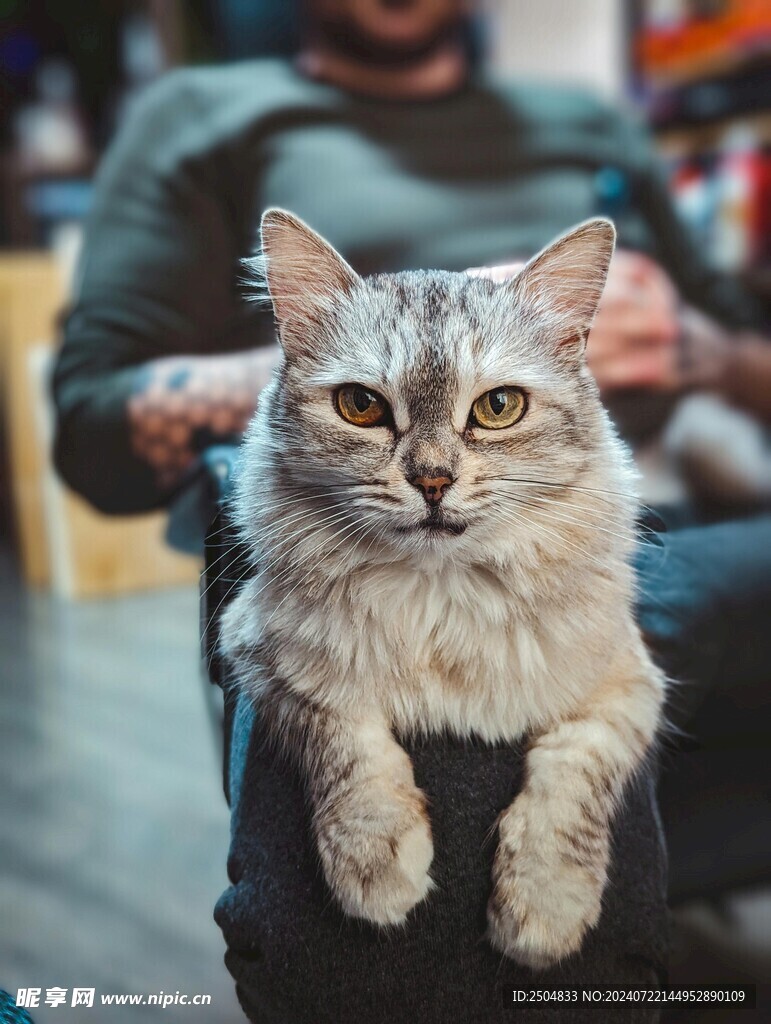 猫