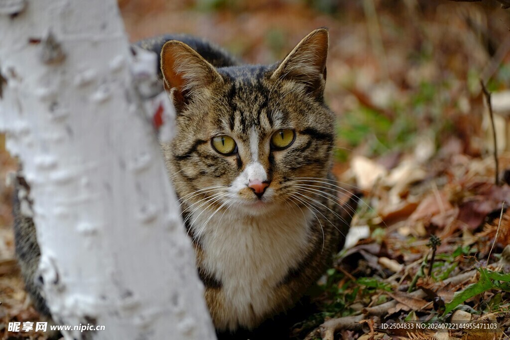 猫