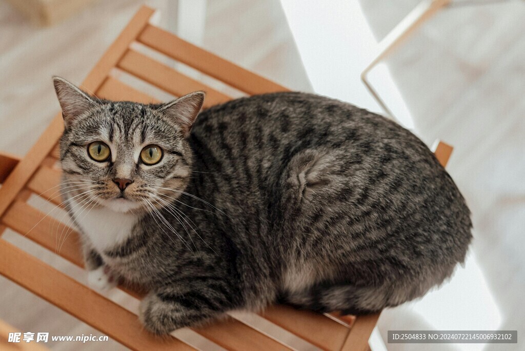 猫