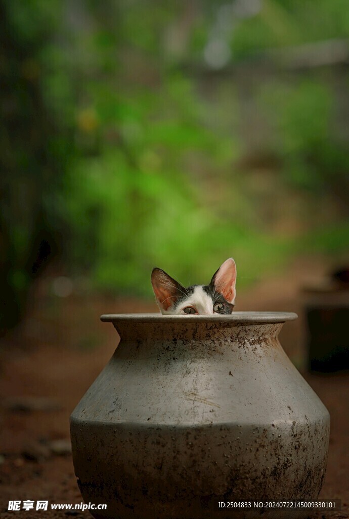 猫
