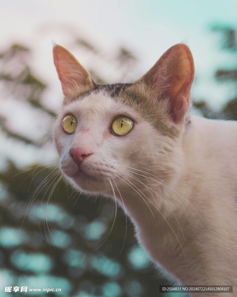 猫