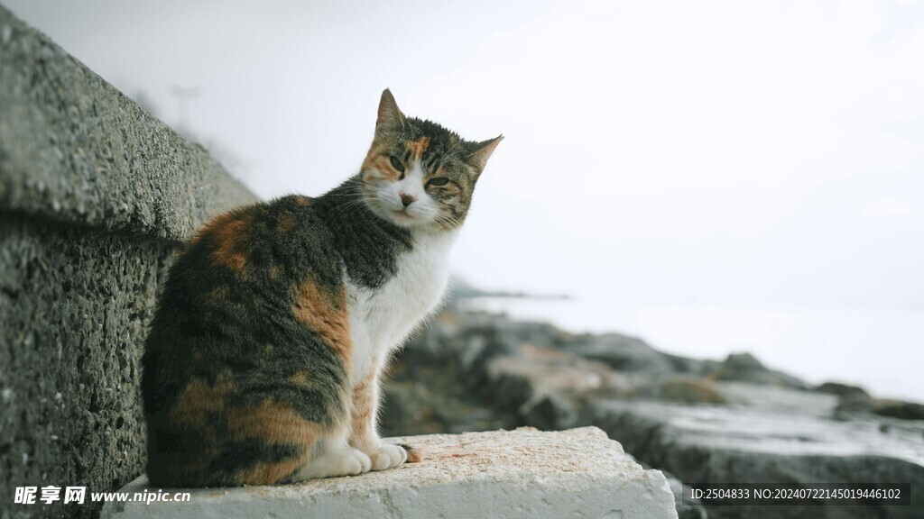 猫