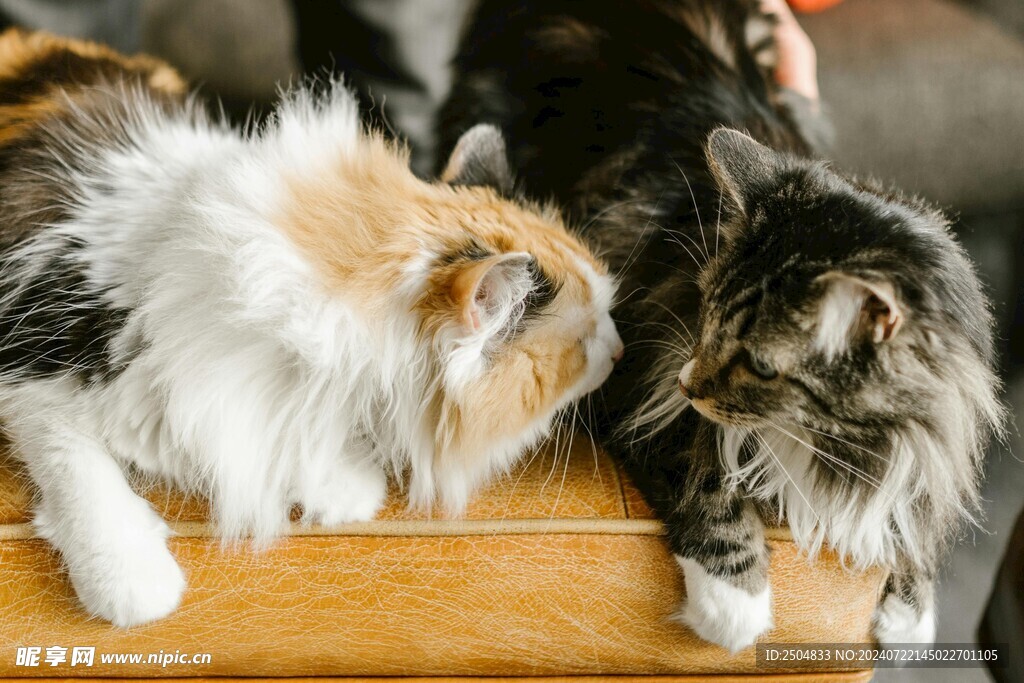 猫