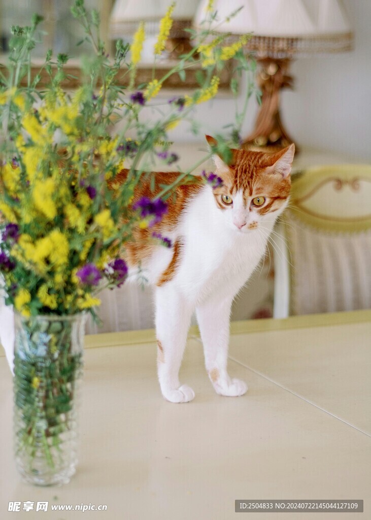 猫