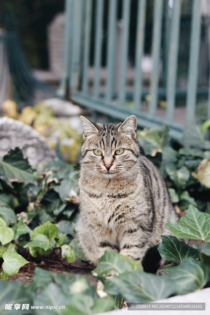 猫