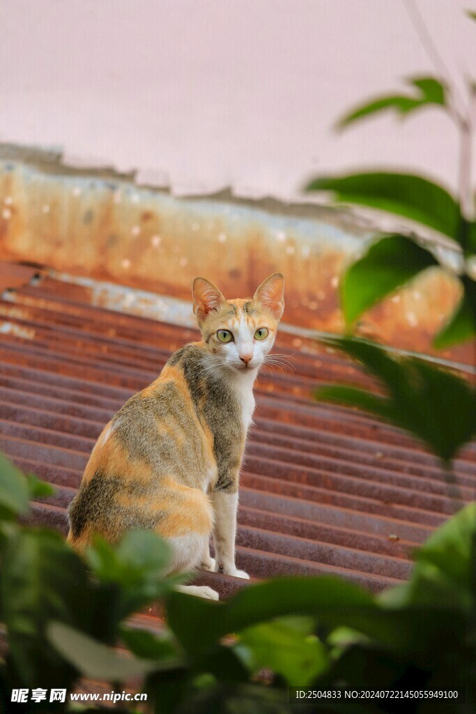 猫