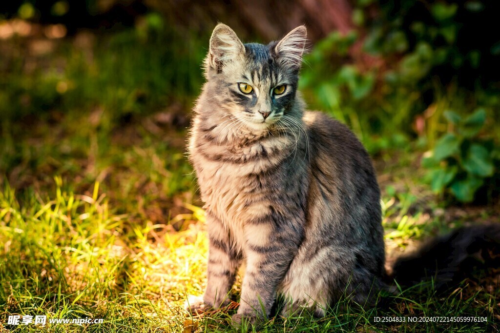 猫