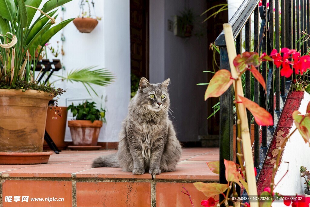 猫