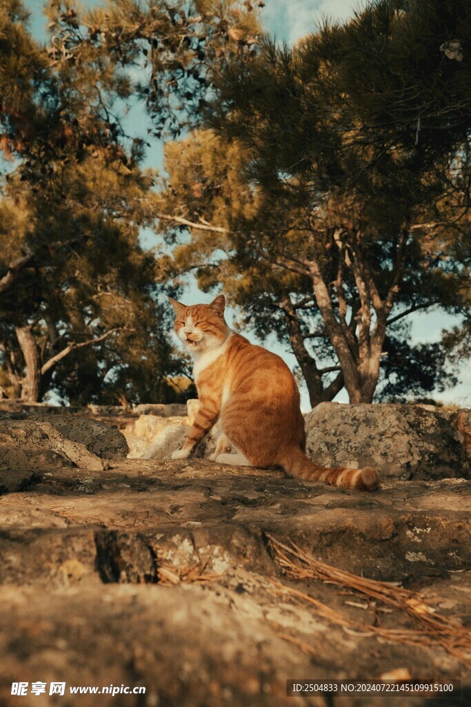 猫