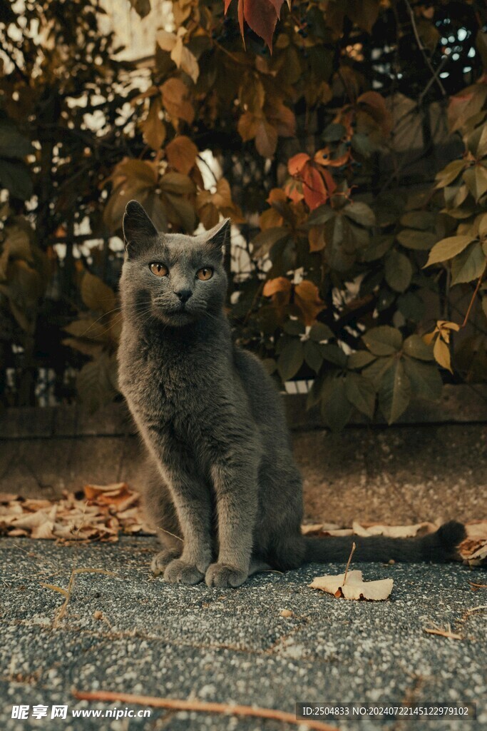 猫