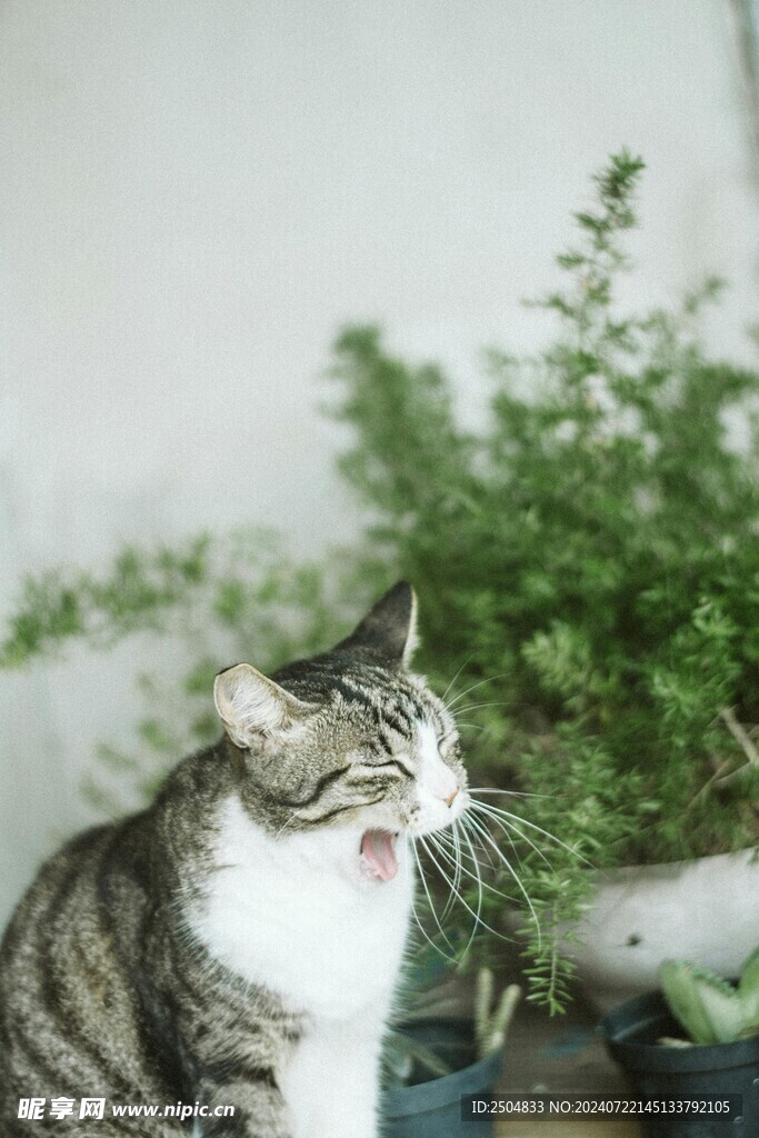 猫