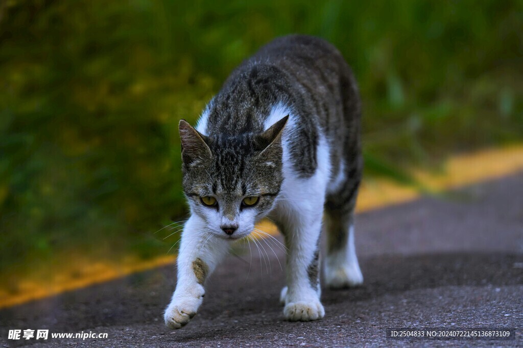 猫