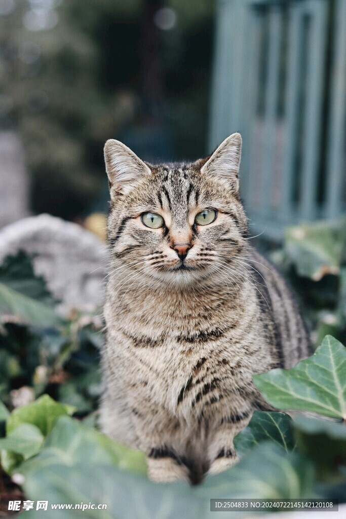 猫