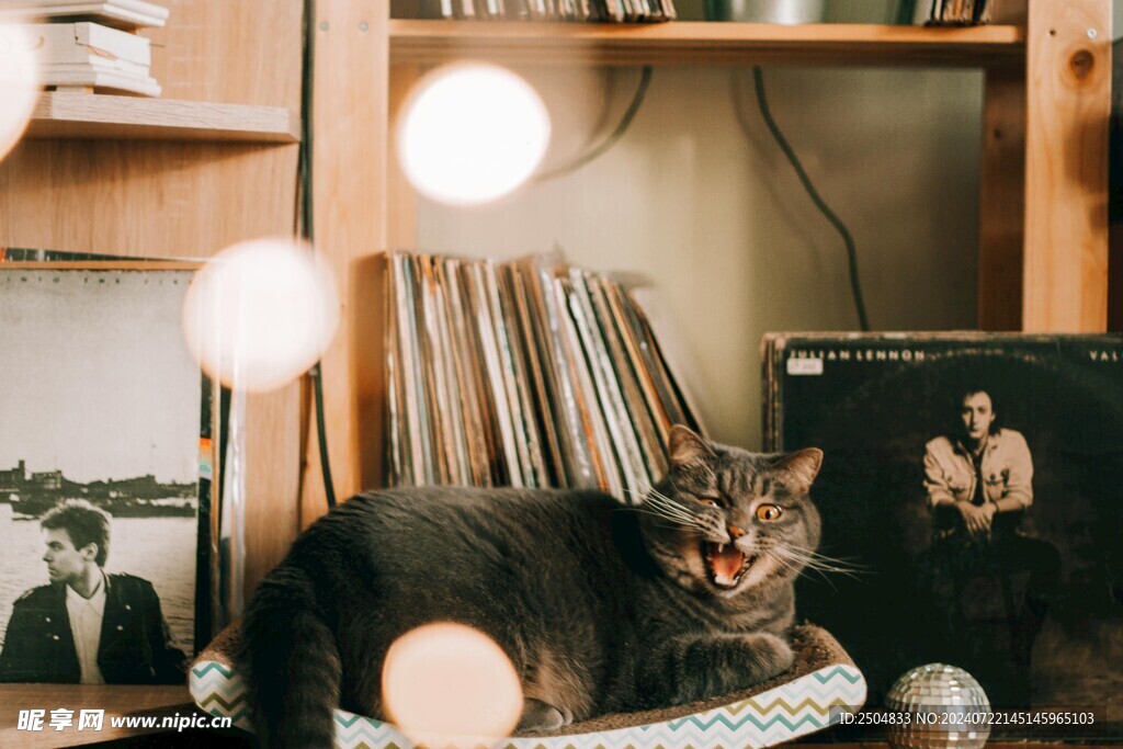 猫