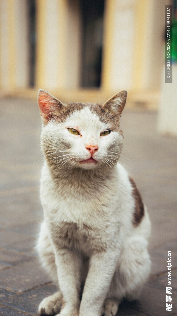 猫