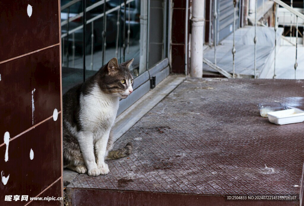 猫