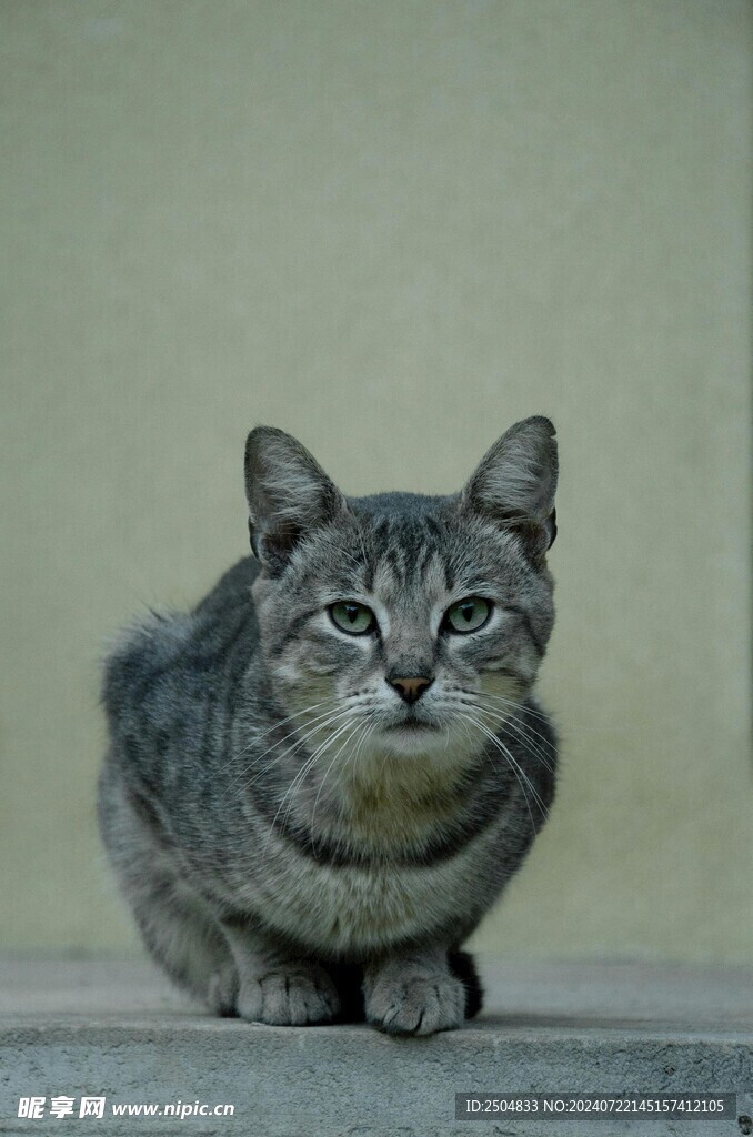 猫