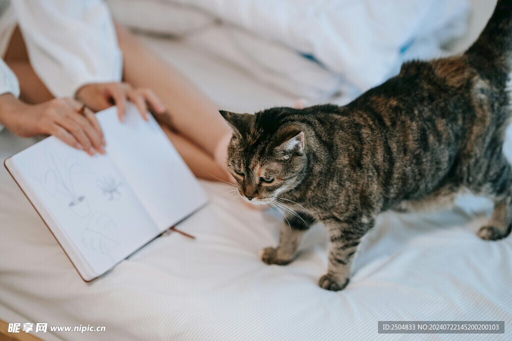 猫