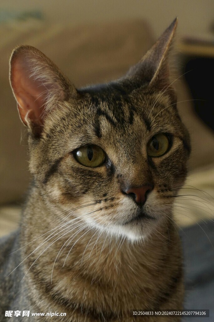 猫