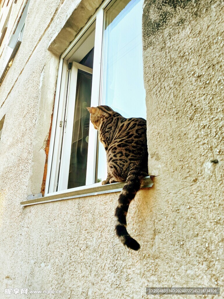 猫