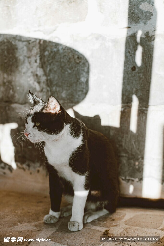 猫