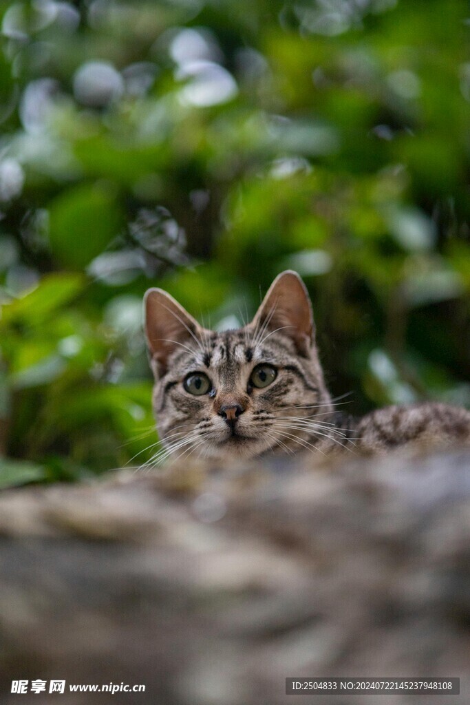 猫