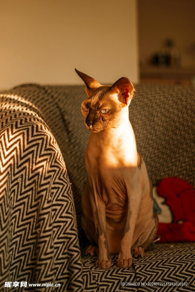 猫