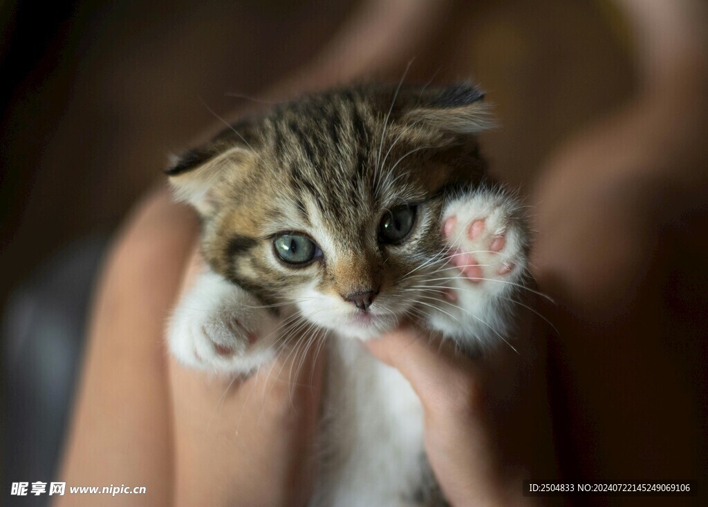 猫