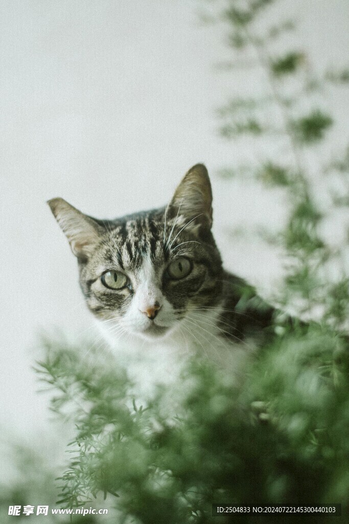 猫