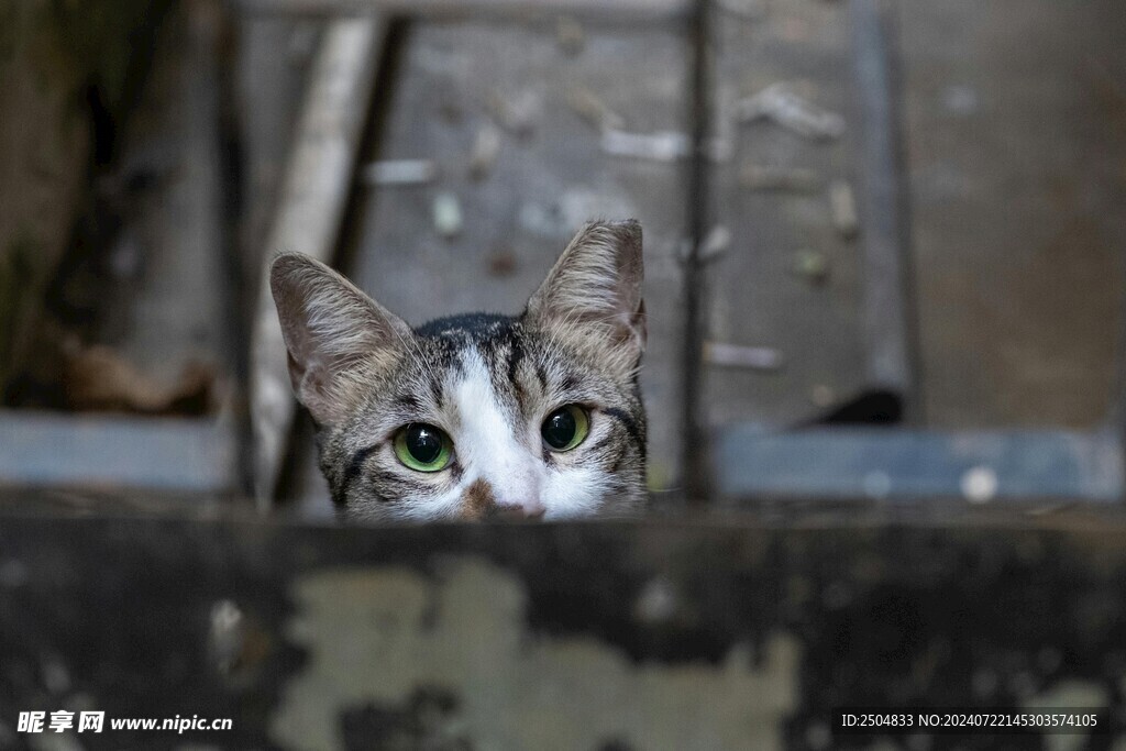猫