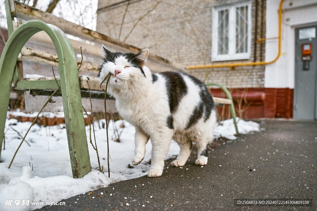 猫