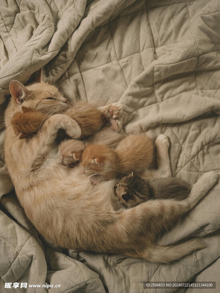 猫