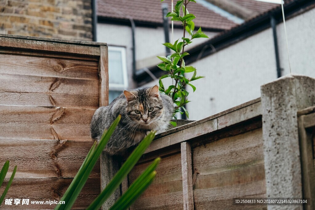 猫