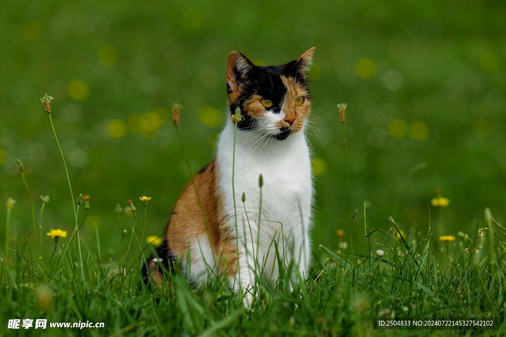 猫